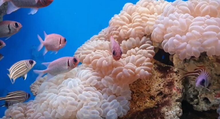 Explorez les merveilles sous-marines du musée océanographique national du Vietnam à Nha Trang